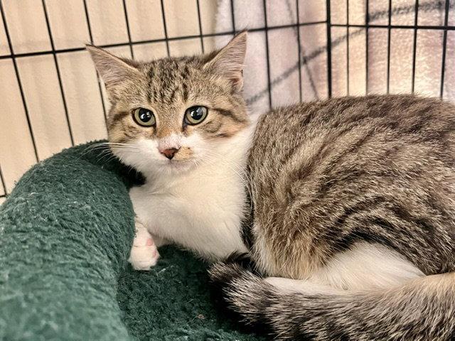 Butterball, Adoptable, Kitten Male Domestic Short Hair.