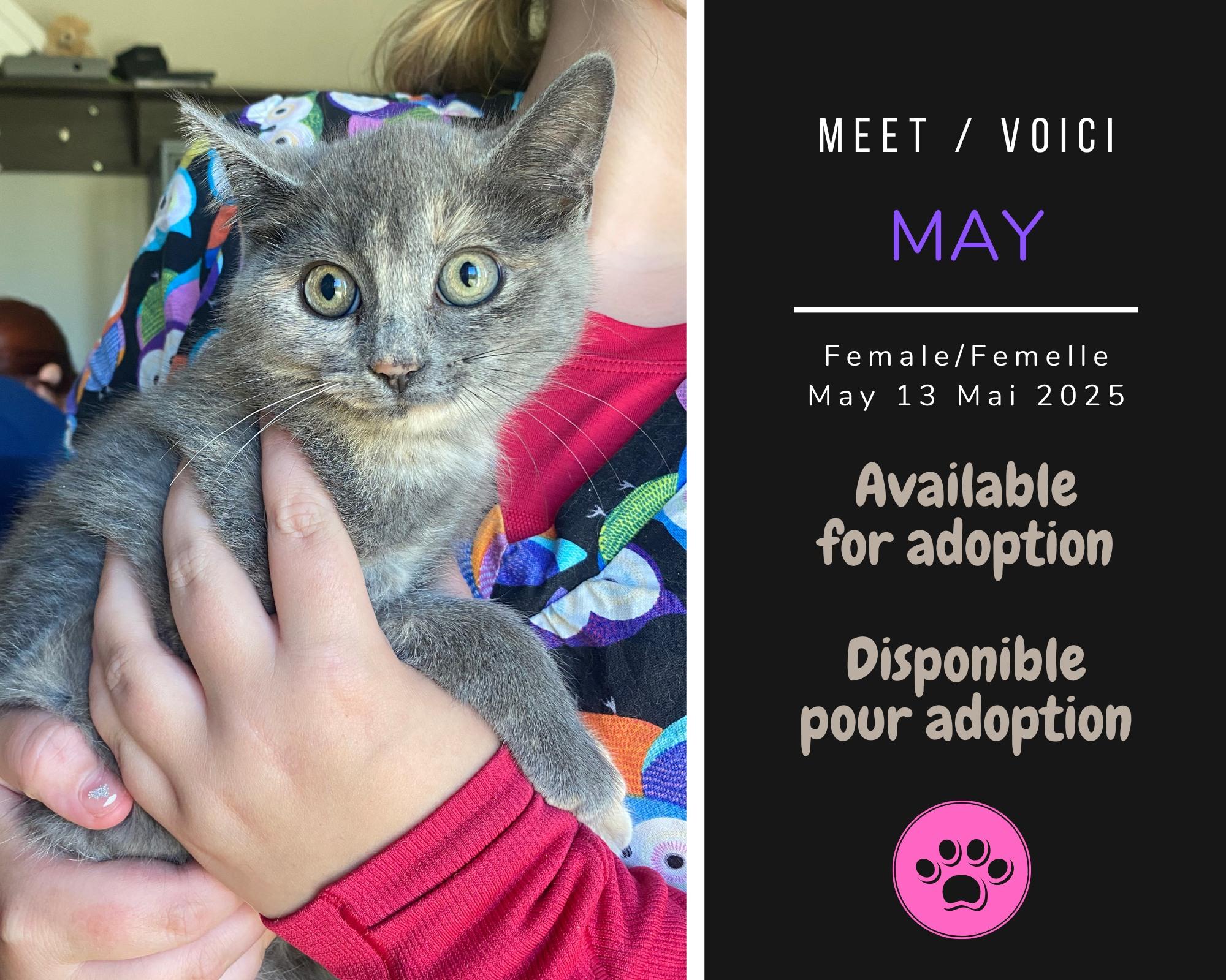 Enlarge May, a Adoptable Domestic Short Hair in Dsl De Drummond, NB image 1/1