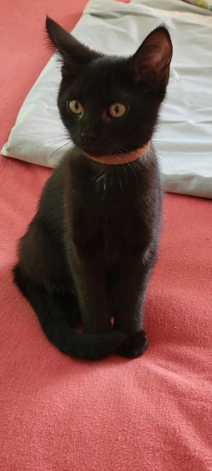 Enlarge Prosecco, a Adoptable mixed breed in Marshall, NC image 2/2