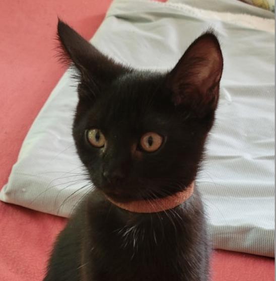 Enlarge Prosecco, a Adoptable mixed breed in Marshall, NC image 1/2