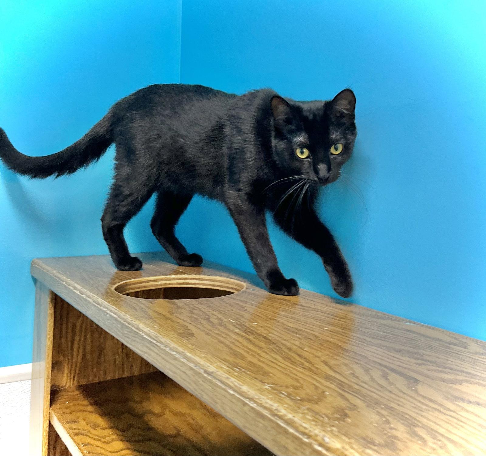 Moonbeam aka Arnolds Park Cat #2, a Adopted Domestic Short Hair in Estherville, IA image 1/3