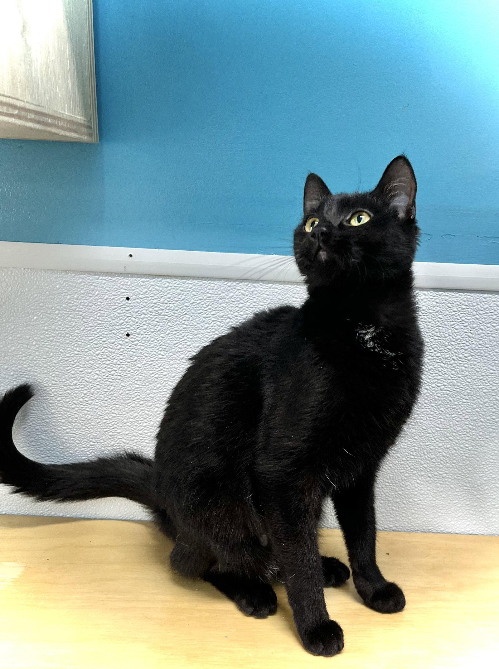 Moonbeam aka Arnolds Park Cat #2, a Adopted Domestic Short Hair in Estherville, IA image 2/3
