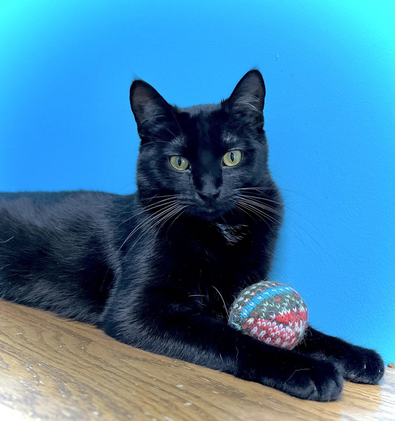 Moonbeam aka Arnolds Park Cat #2, a Adopted Domestic Short Hair in Estherville, IA image 3/3