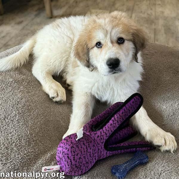 Sally in MD - Playtime Ringleader!, adopted, Puppy Female Great Pyrenees.