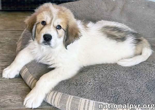 Enlarge Sally in MD - Playtime Ringleader!, an adopted Great Pyrenees in Rockville, MD image 3/3
