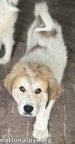 Enlarge Sally in MD - Playtime Ringleader!, an adopted Great Pyrenees in Rockville, MD image 2/3