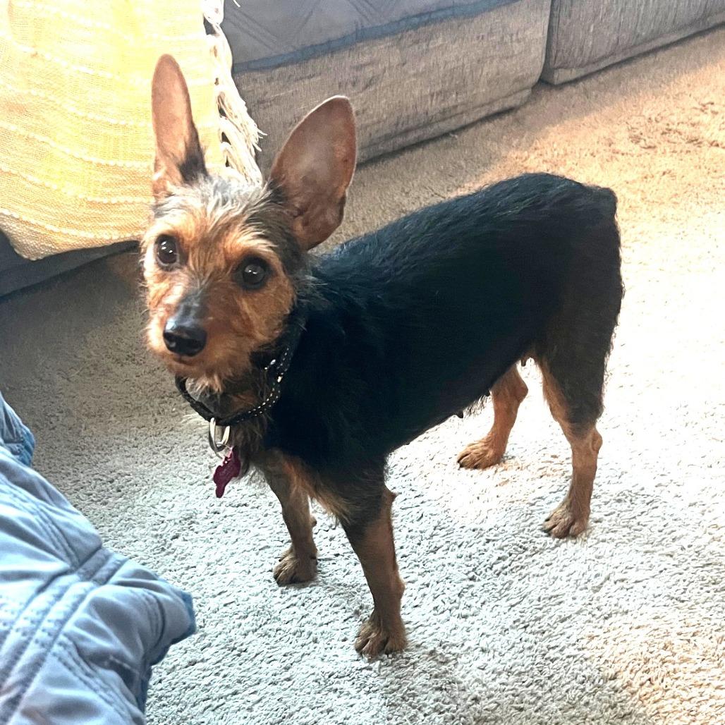 Marigold, a Adoptable mixed breed in Silver Spring, MD image 1/6