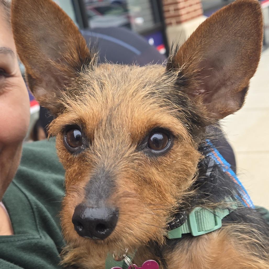 Marigold, a Adoptable mixed breed in Silver Spring, MD image 3/6