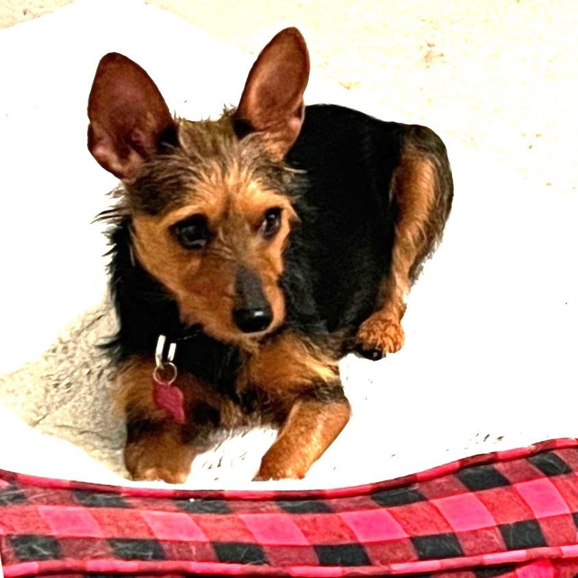 Marigold, a Adoptable mixed breed in Silver Spring, MD image 4/6