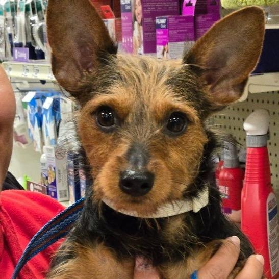 Marigold, a Adoptable mixed breed in Silver Spring, MD image 6/6