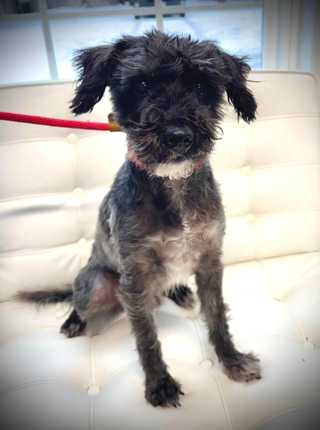 Murphy, ADOPTABLE, Adult Male Miniature Schnauzer.