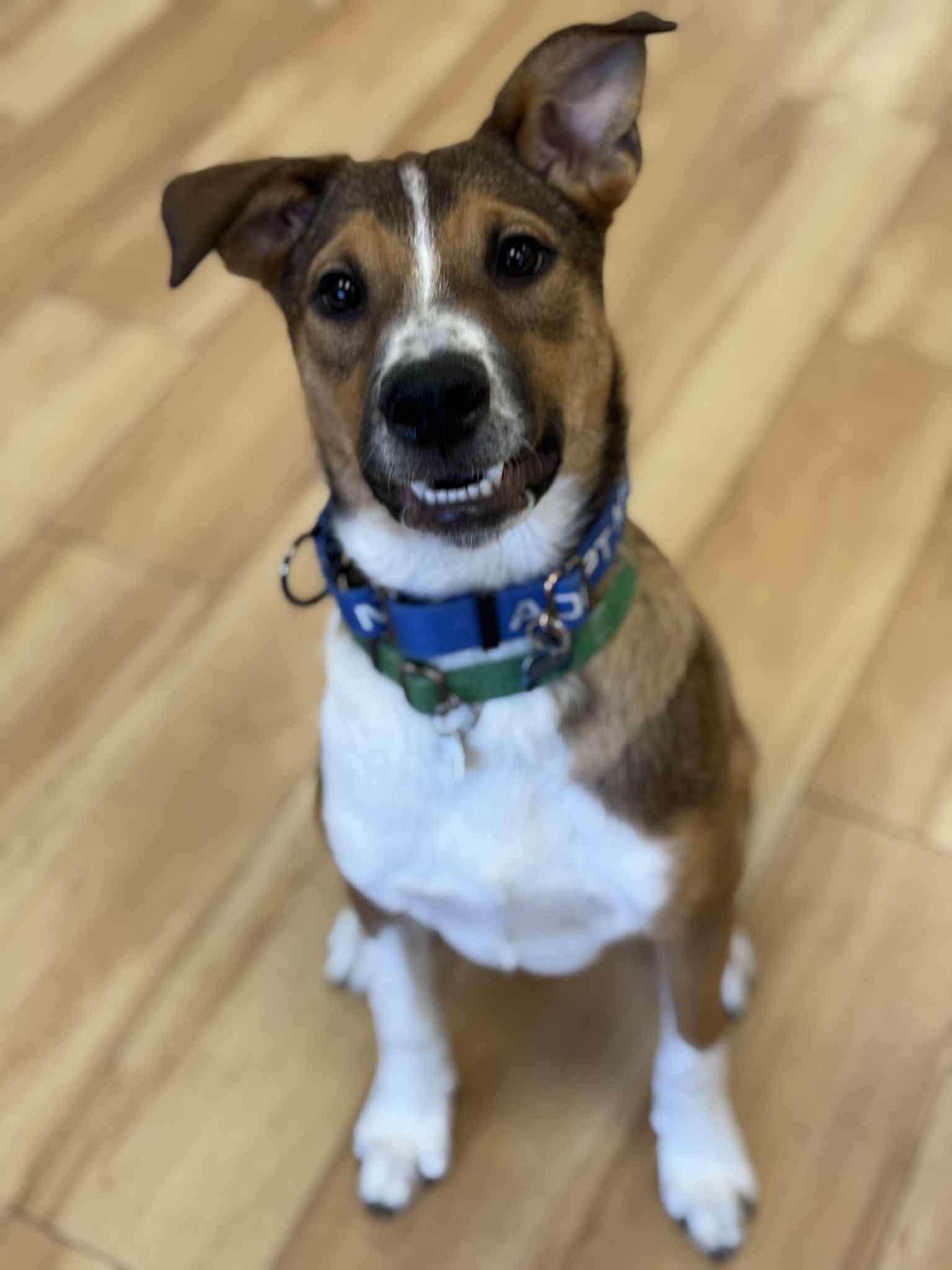Levi the Denim Dog photo 2