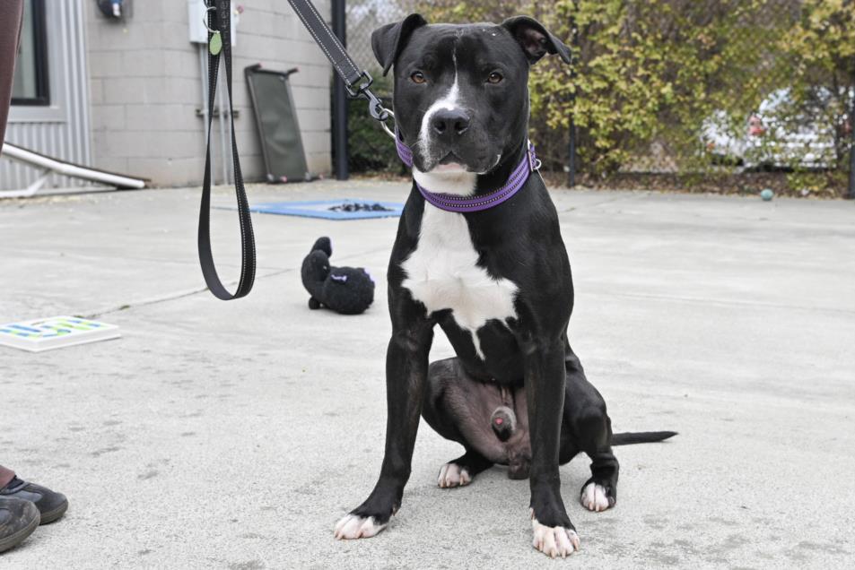 Enlarge LUCKY, a Adoptable mixed breed in Chapel Hill, NC image 1/1