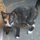 Enlarge Chrissy the Calico lap kitten, a Adoptable mixed breed in Ambler, PA image 4/5