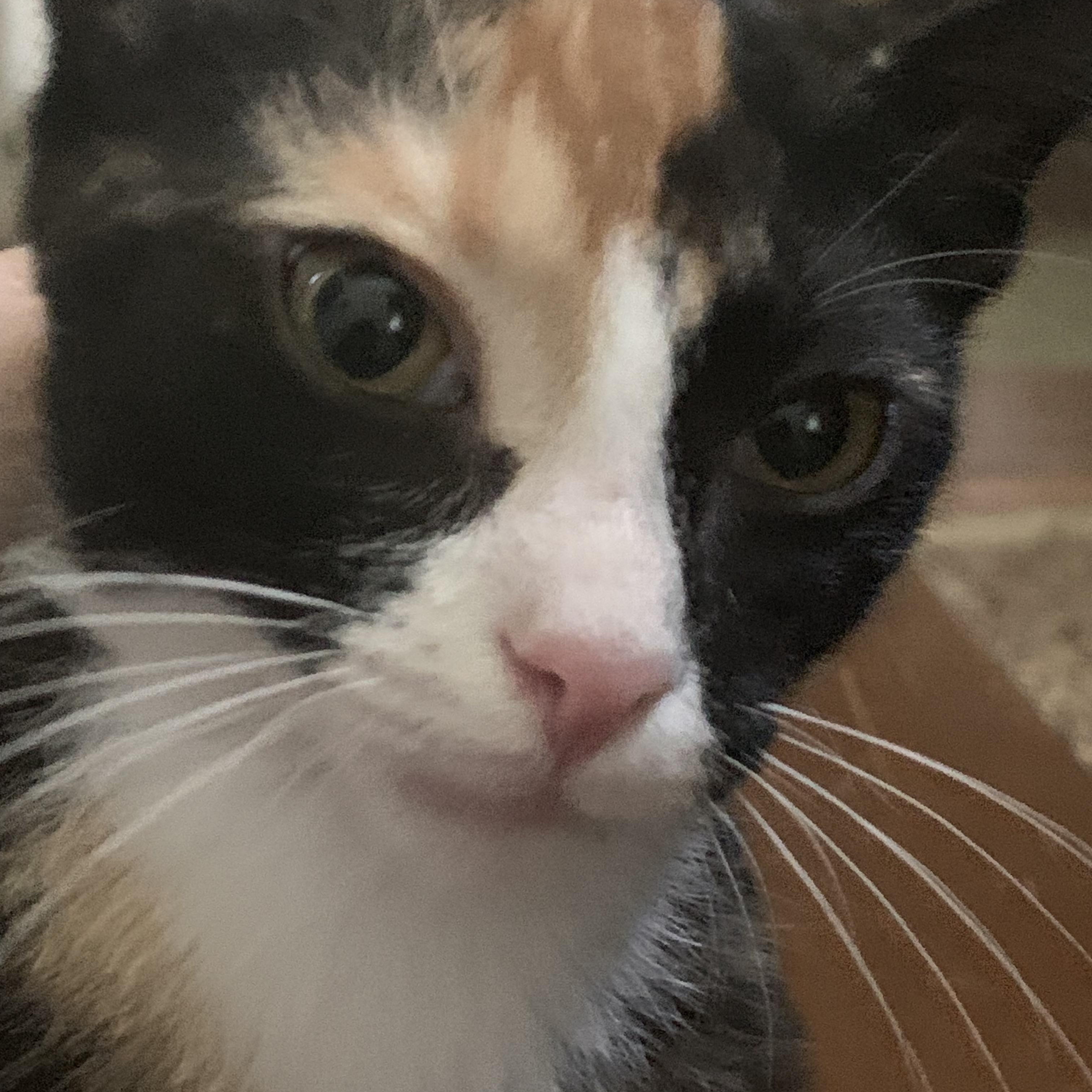 Enlarge Chrissy the Calico lap kitten, a Adoptable mixed breed in Ambler, PA image 3/5