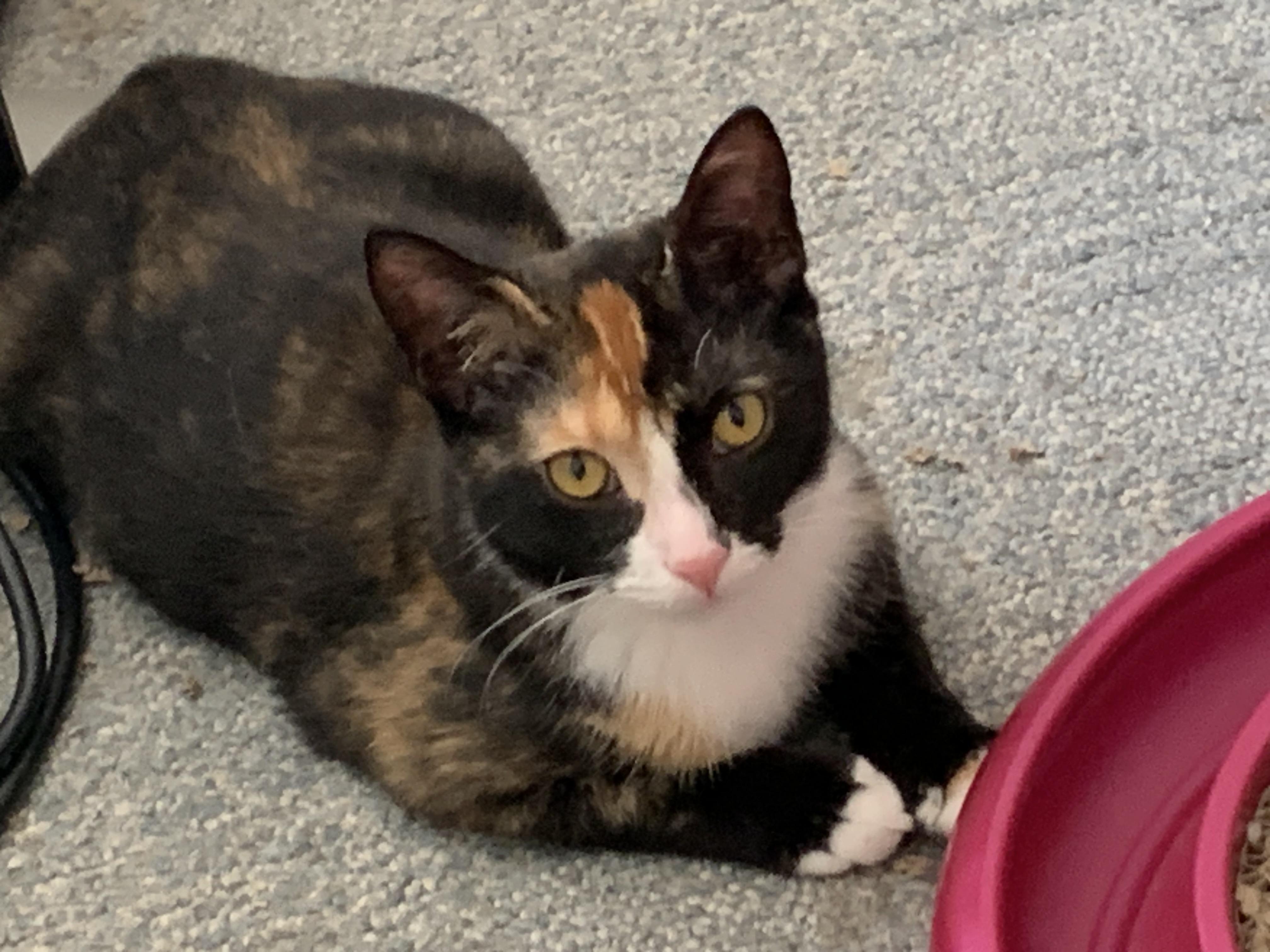 Enlarge Chrissy the Calico lap kitten, a Adoptable mixed breed in Ambler, PA image 1/5