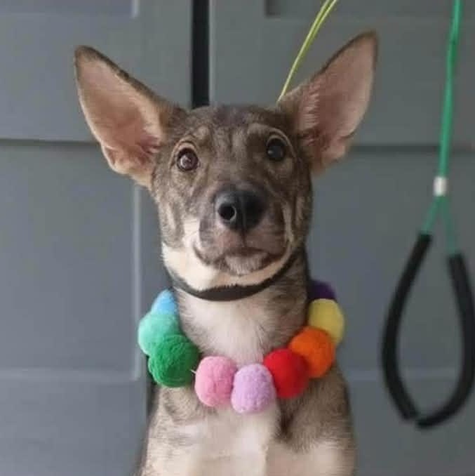 Enlarge Playero, a Adoptable mixed breed in Annapolis, MD image 1/6