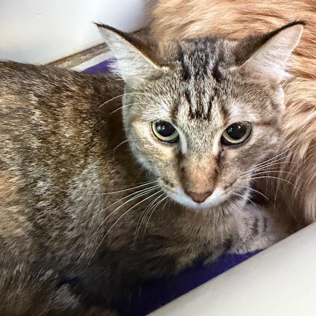 Enlarge Patches, a Adoptable Domestic Short Hair in Mankato, MN image 1/1