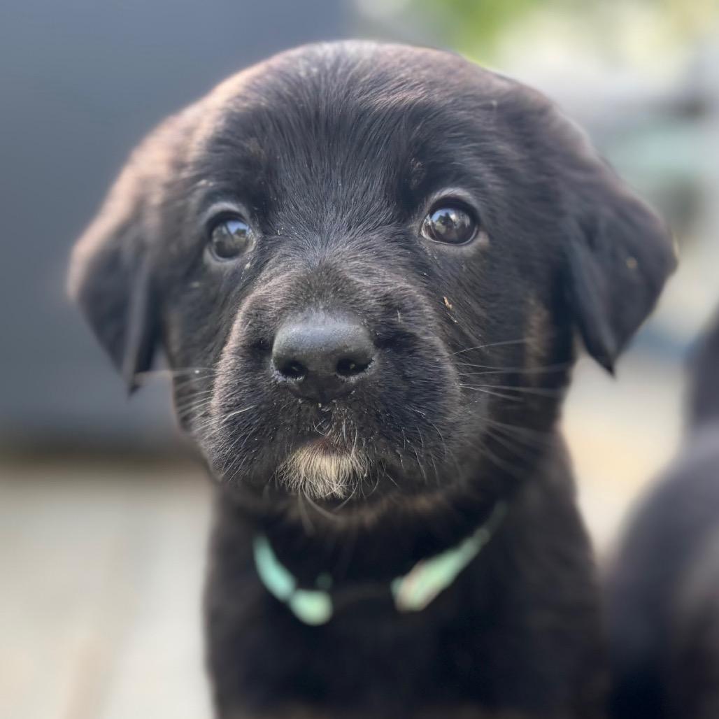 Frisco, adopted, Puppy Male German Shepherd Dog & Golden Retriever.
