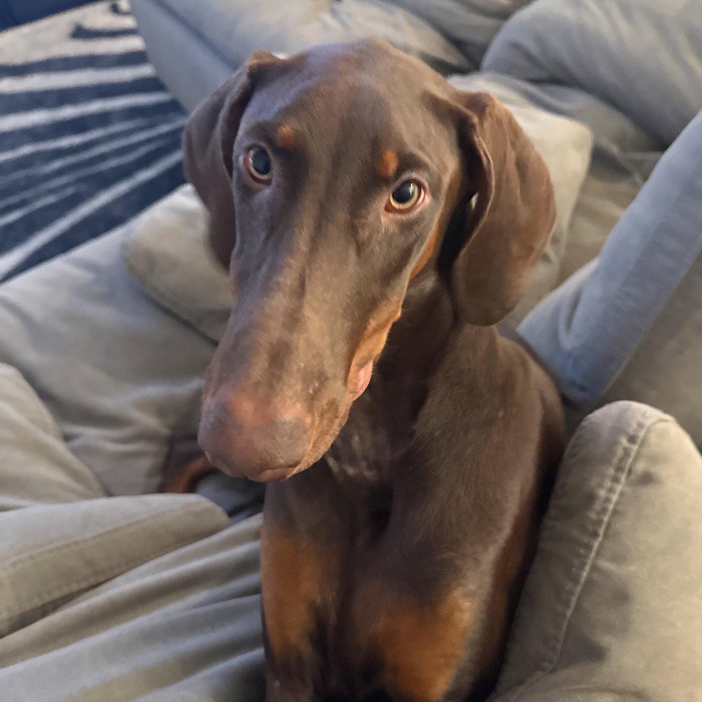 Kira 3616, a Adoptable Doberman Pinscher in Oakland Park, FL image 1/3