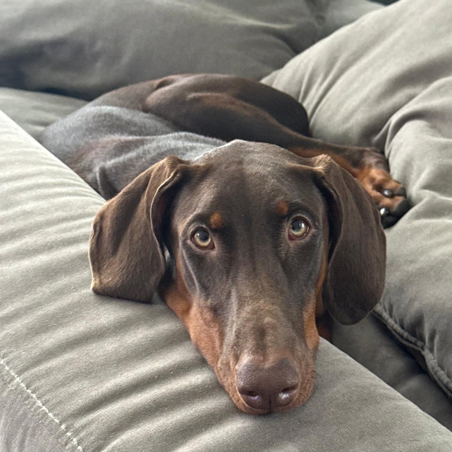 Kira 3616, a Adoptable Doberman Pinscher in Oakland Park, FL image 2/3