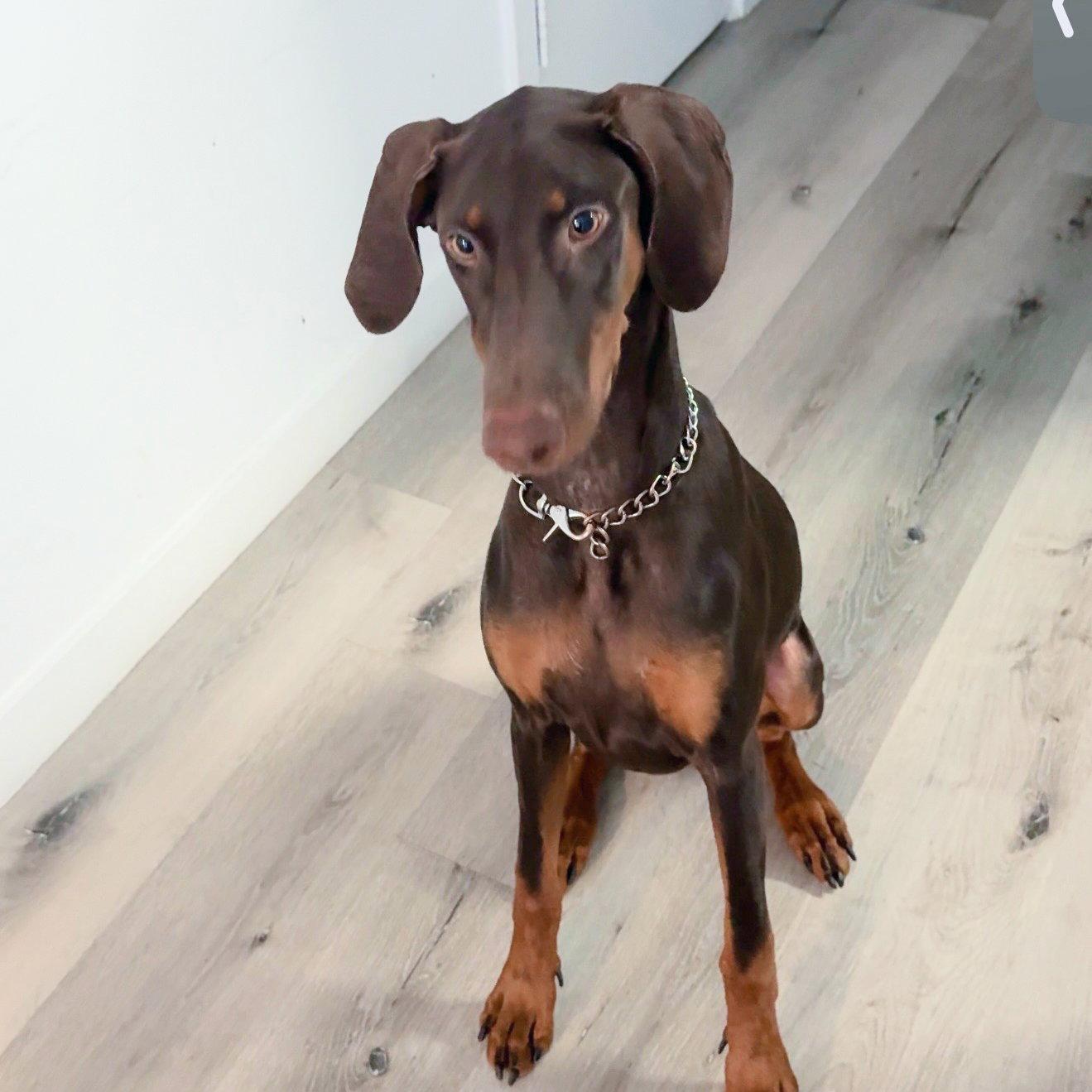 Kira 3616, a Adoptable Doberman Pinscher in Oakland Park, FL image 3/3