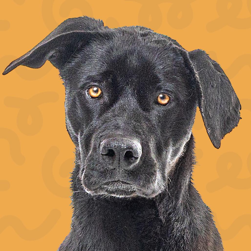 Aioli, Adoptable, Adult Male Black Labrador Retriever.