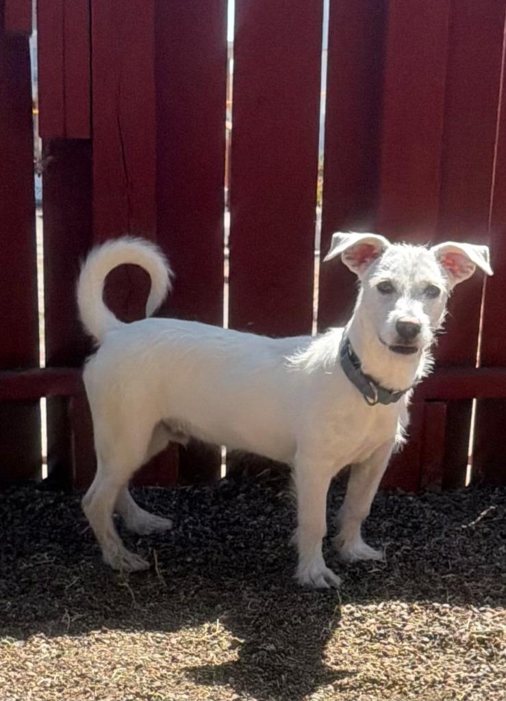 Enlarge Oscar, a Adoptable mixed breed in Vacaville, CA image 1/2