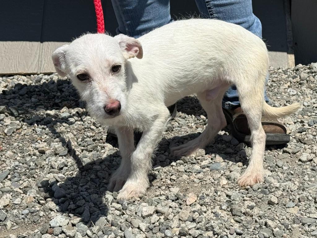 Oscar, Adoptable, Puppy Male Terrier & Mixed Breed.