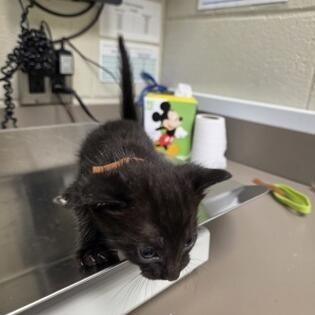 Charles, Adoptable, Kitten Male Domestic Short Hair.