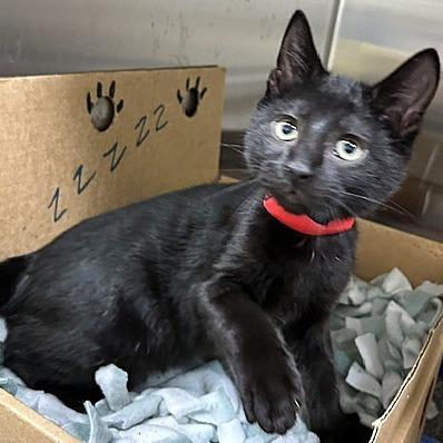 Charles, a Adoptable Domestic Short Hair in Novelty, OH image 2/2