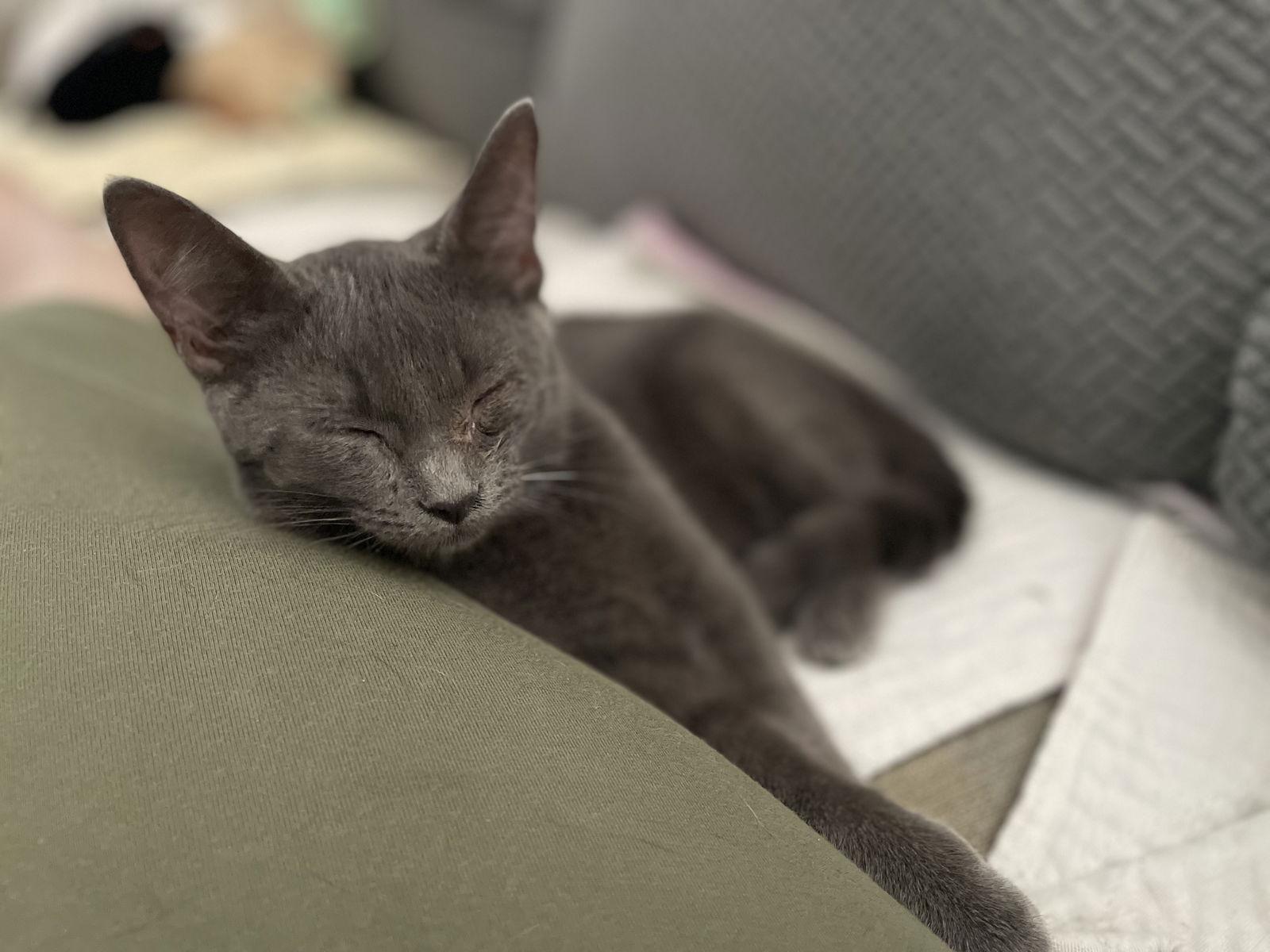 Padrick, Adopted, Young Male Russian Blue & Domestic Short Hair.