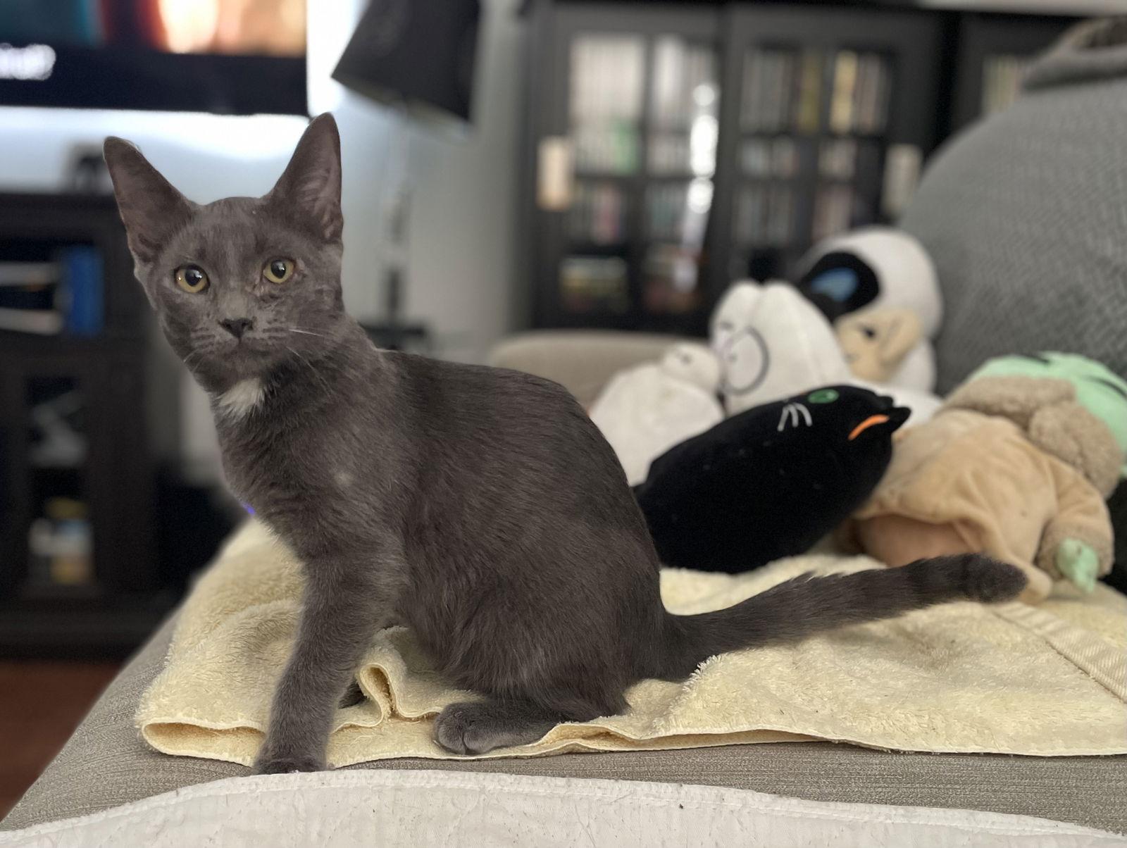 Enlarge Padrick, a Adopted mixed breed in Oxford, MS image 2/3