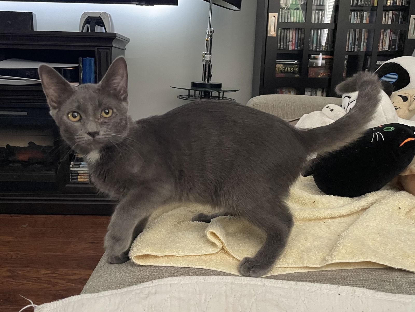 Enlarge Padrick, a Adopted mixed breed in Oxford, MS image 3/3