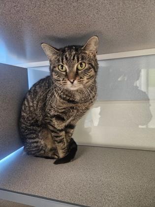 Imogene, Adoptable, Adult Female Domestic Short Hair & Domestic Short Hair.