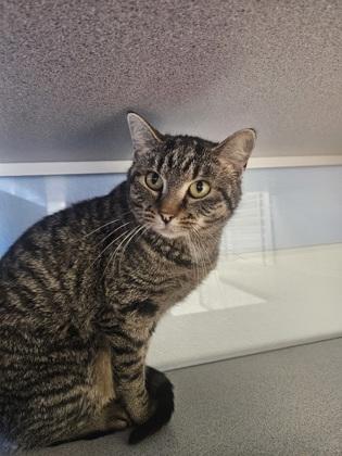 Imogene, a Adoptable mixed breed in Mount Pleasant, IA image 2/2