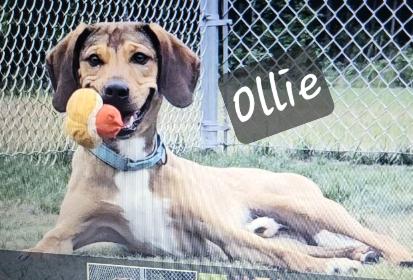 Enlarge Ollie, a Adoptable mixed breed in Prince Frederick, MD image 1/1