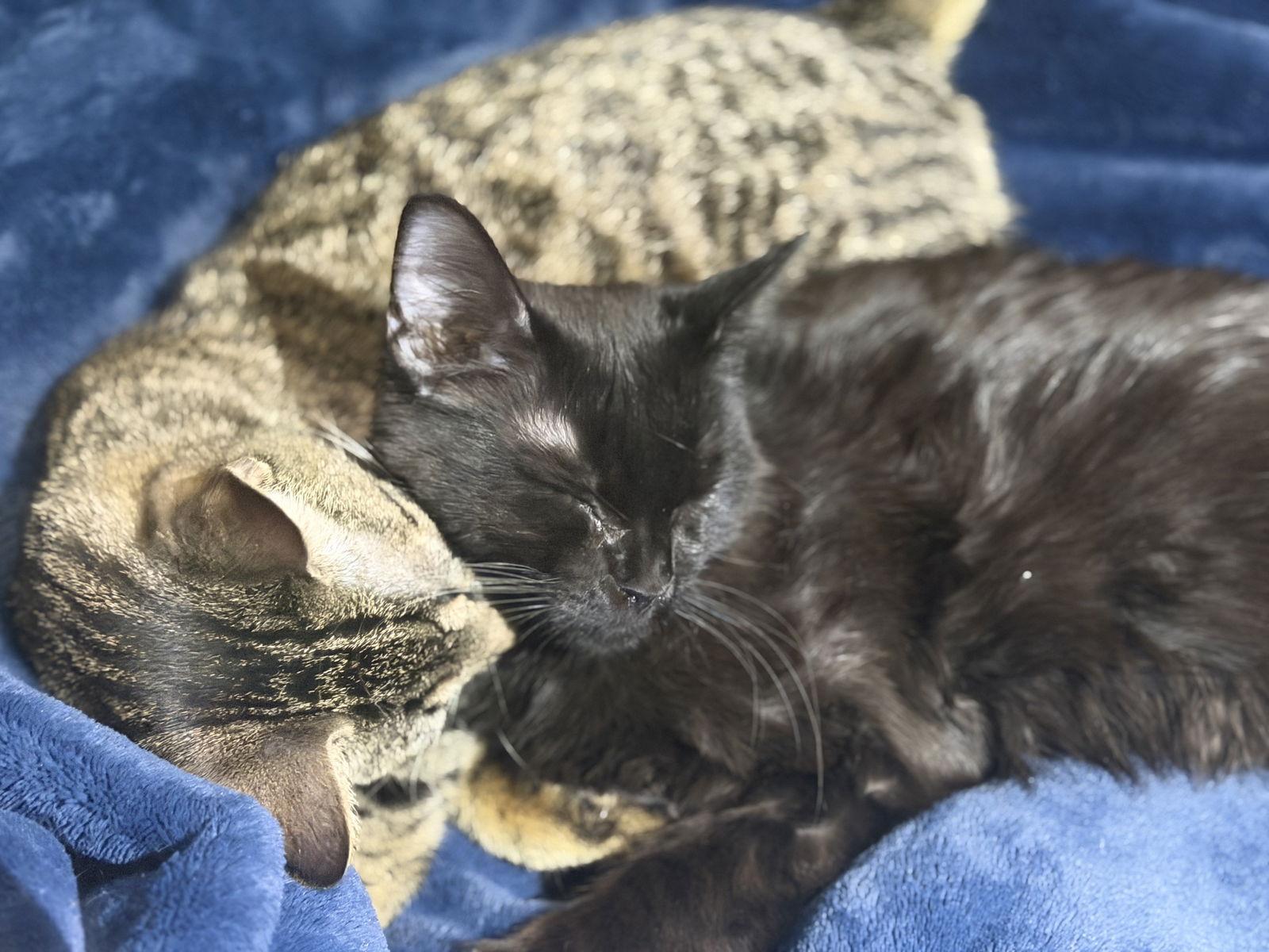 Phoenix (& Tibbs) BONDED