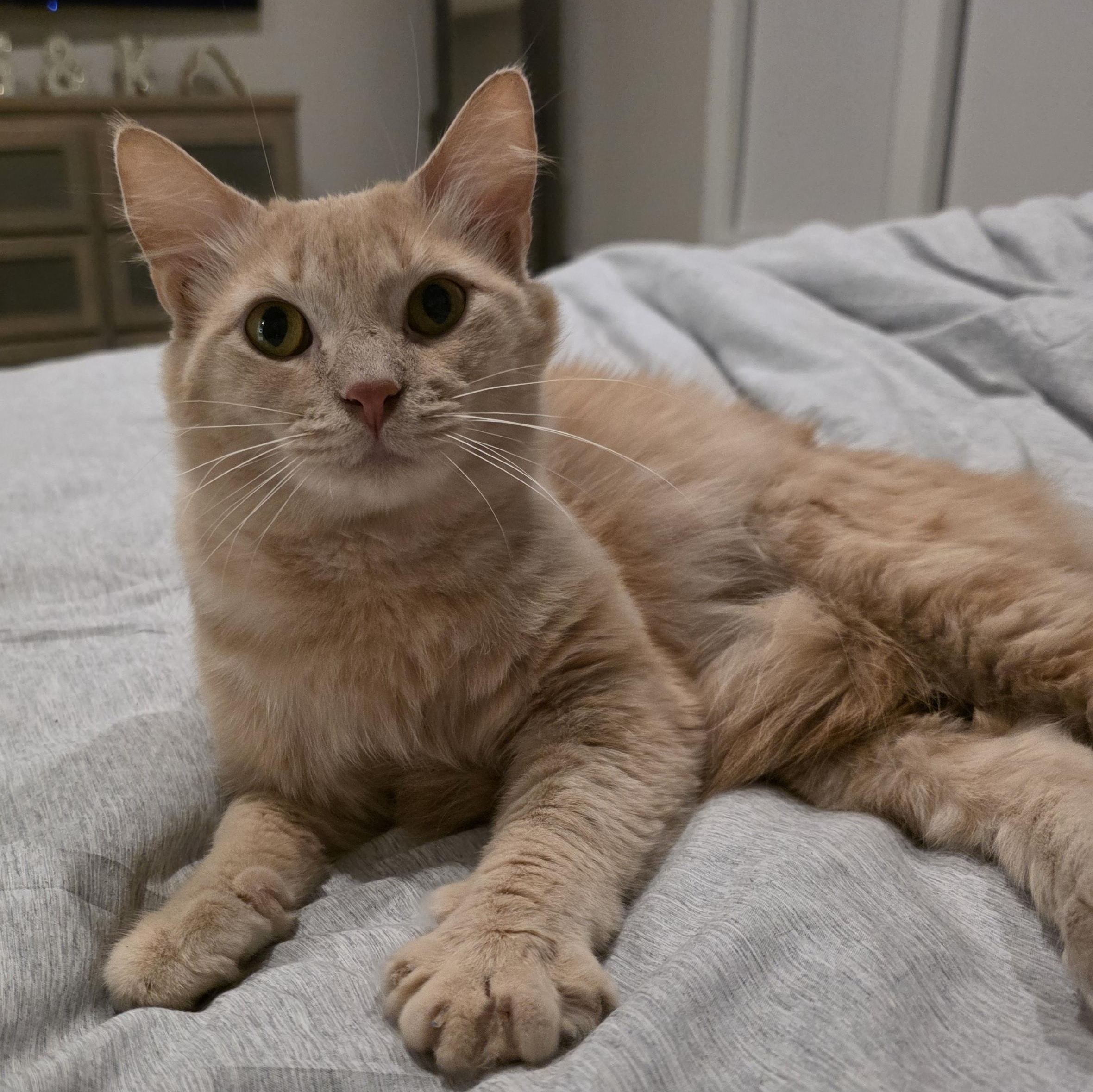 Wheatley, an adopted Domestic Short Hair in Sauk City, WI image 3/4