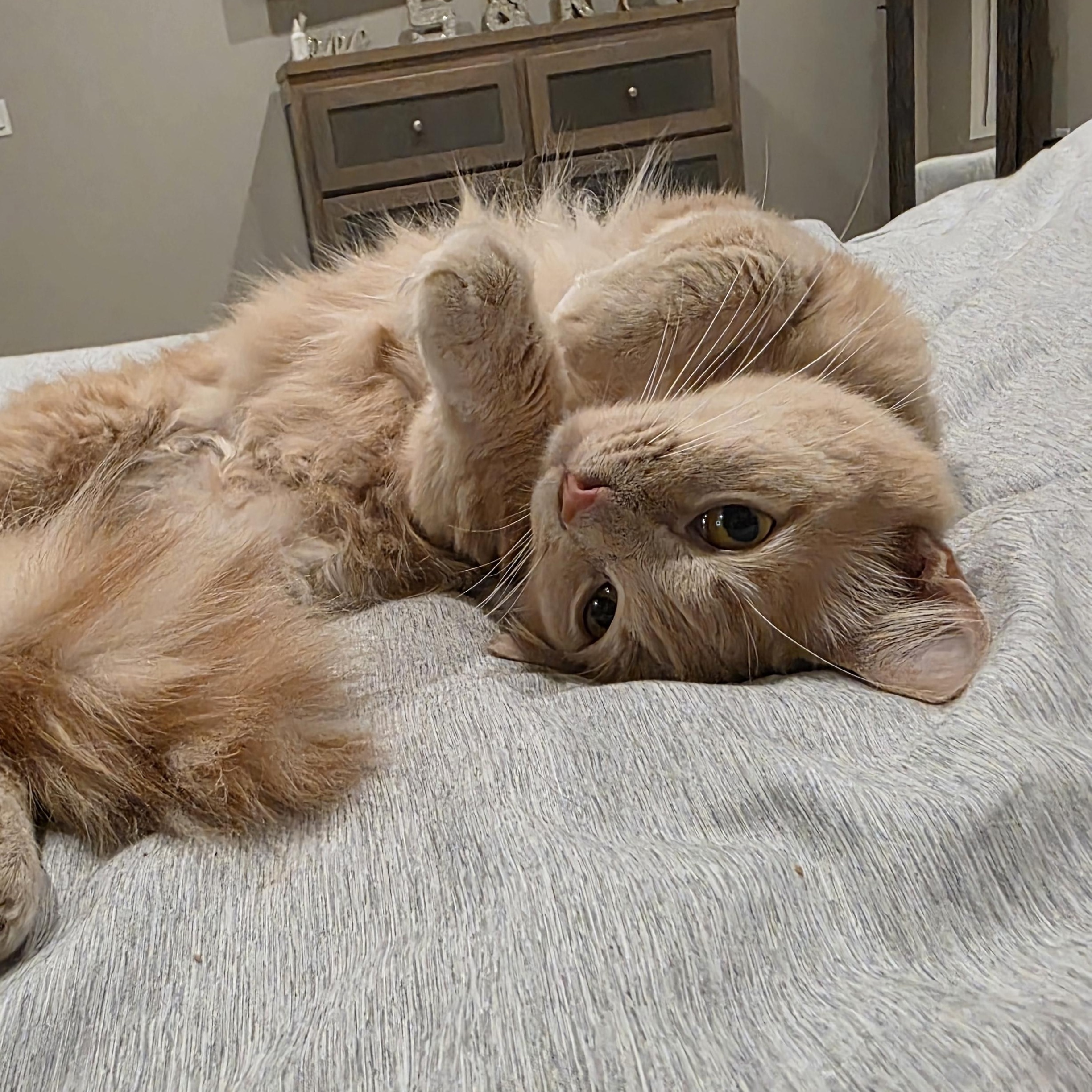 Wheatley, an adopted Domestic Short Hair in Sauk City, WI image 4/4