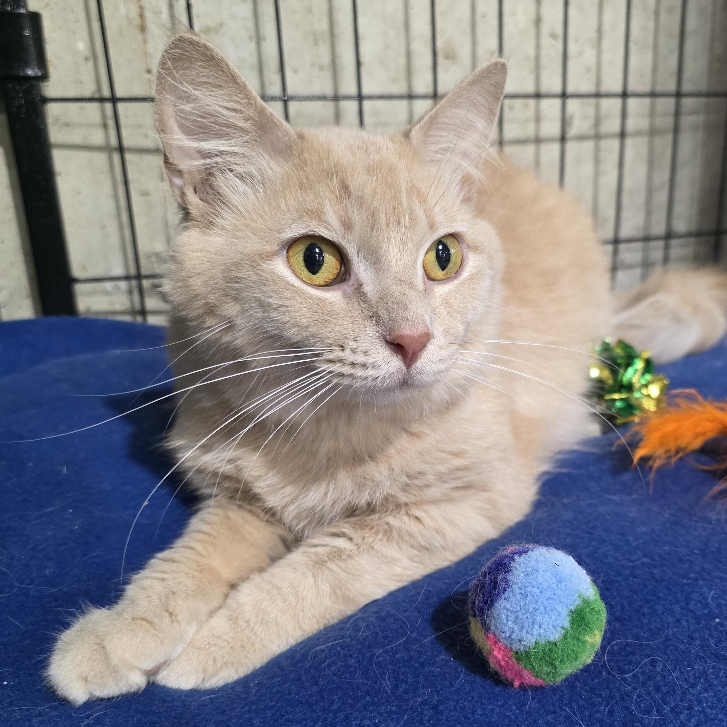 Wheatley, adopted, Young Male Domestic Short Hair.