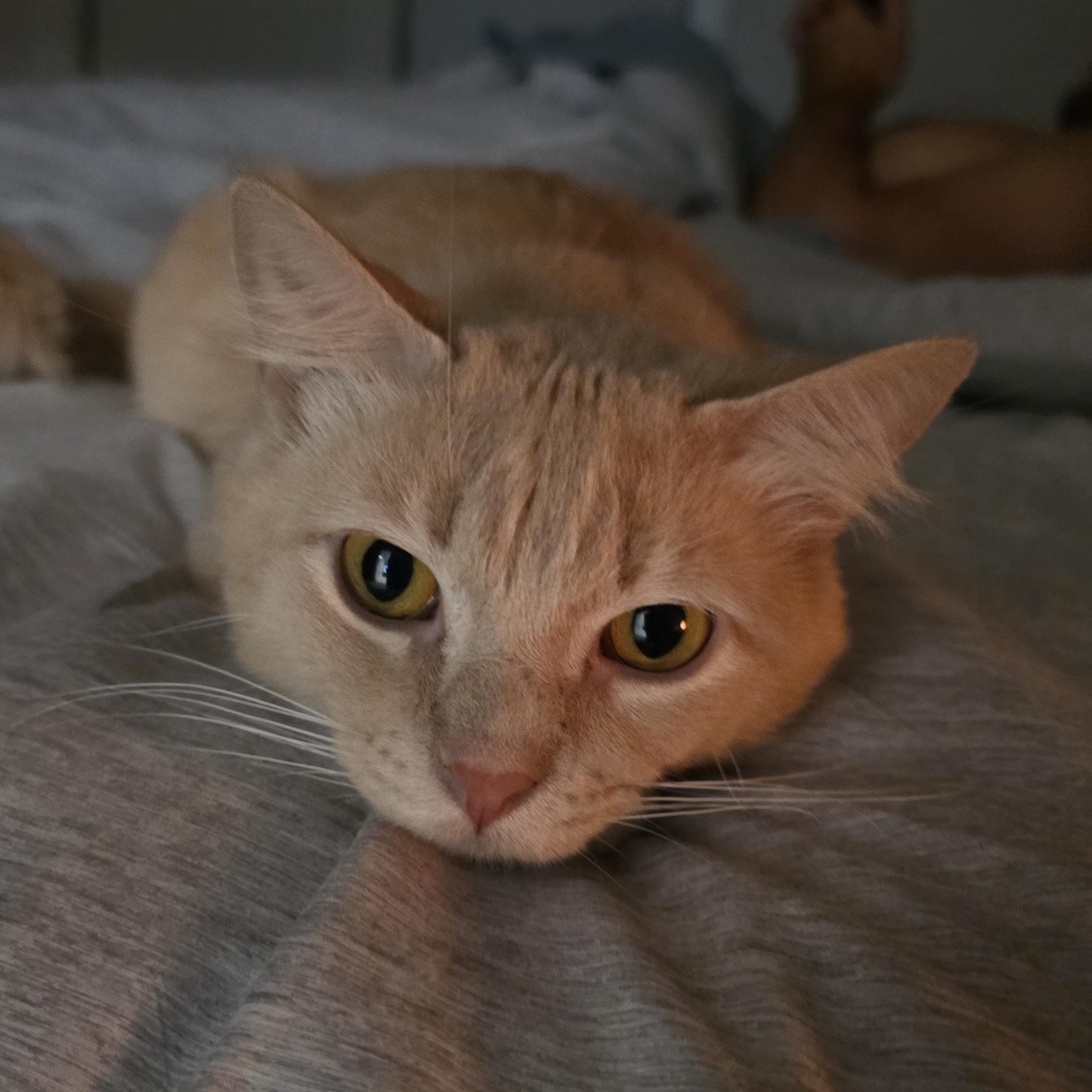 Wheatley, an adopted Domestic Short Hair in Sauk City, WI image 2/4