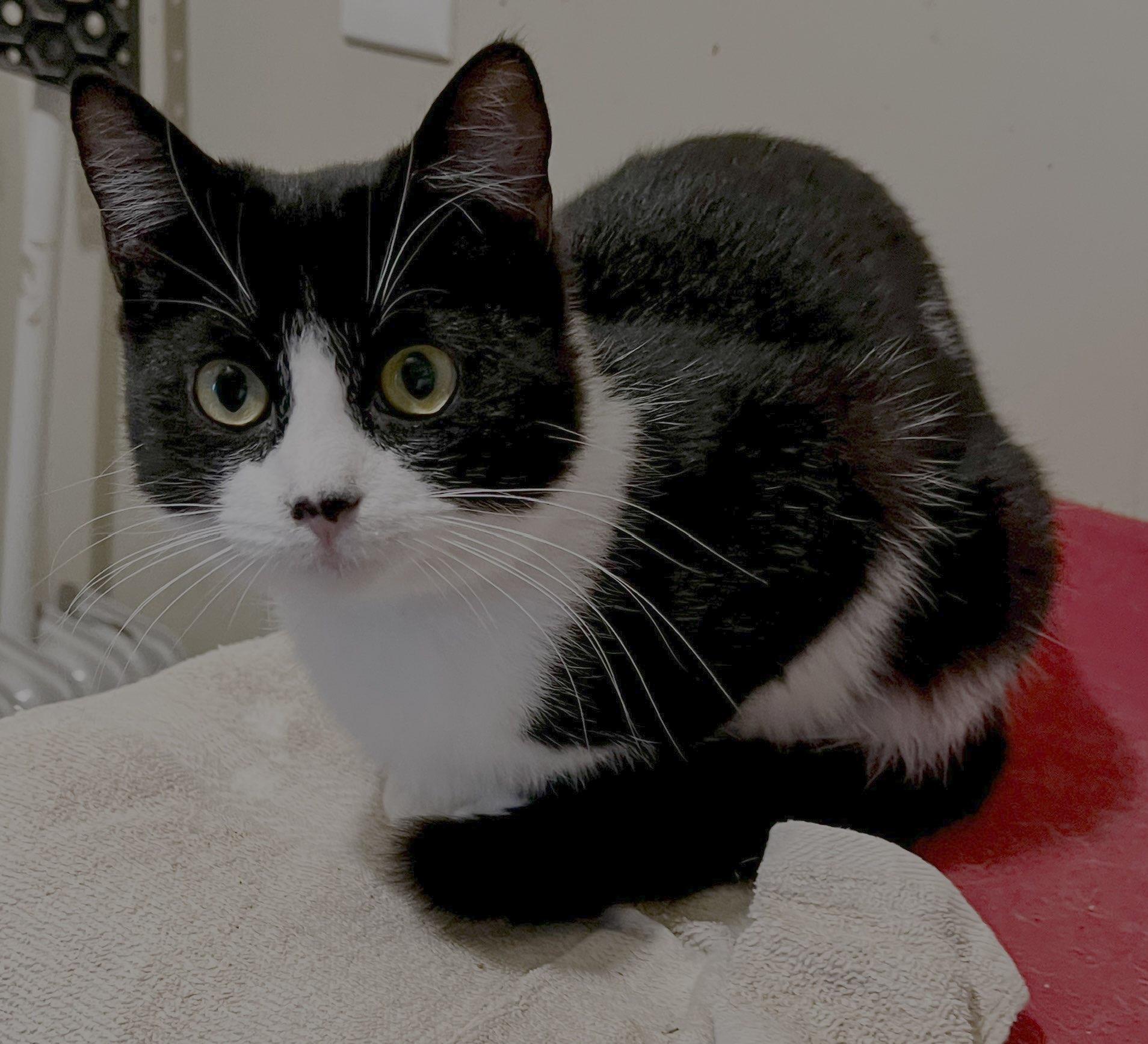 Enlarge Jane, a ADOPTABLE Tuxedo in Deming, NM image 2/2