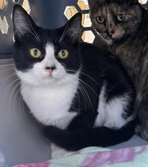 Jane, ADOPTABLE, Young Female Tuxedo.