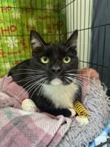 Orange Cat, Adoptable, Adult Male Domestic Short Hair.