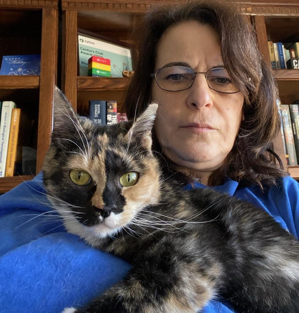 Amber (2024), Adopted, Adult Female Calico & Domestic Short Hair.