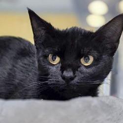 Pluto, Adoptable, Young Female Domestic Short Hair.