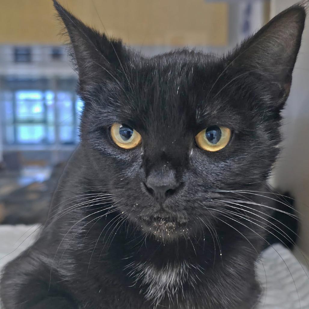 Pluto, a Adoptable Domestic Short Hair in Webster, TX image 2/6