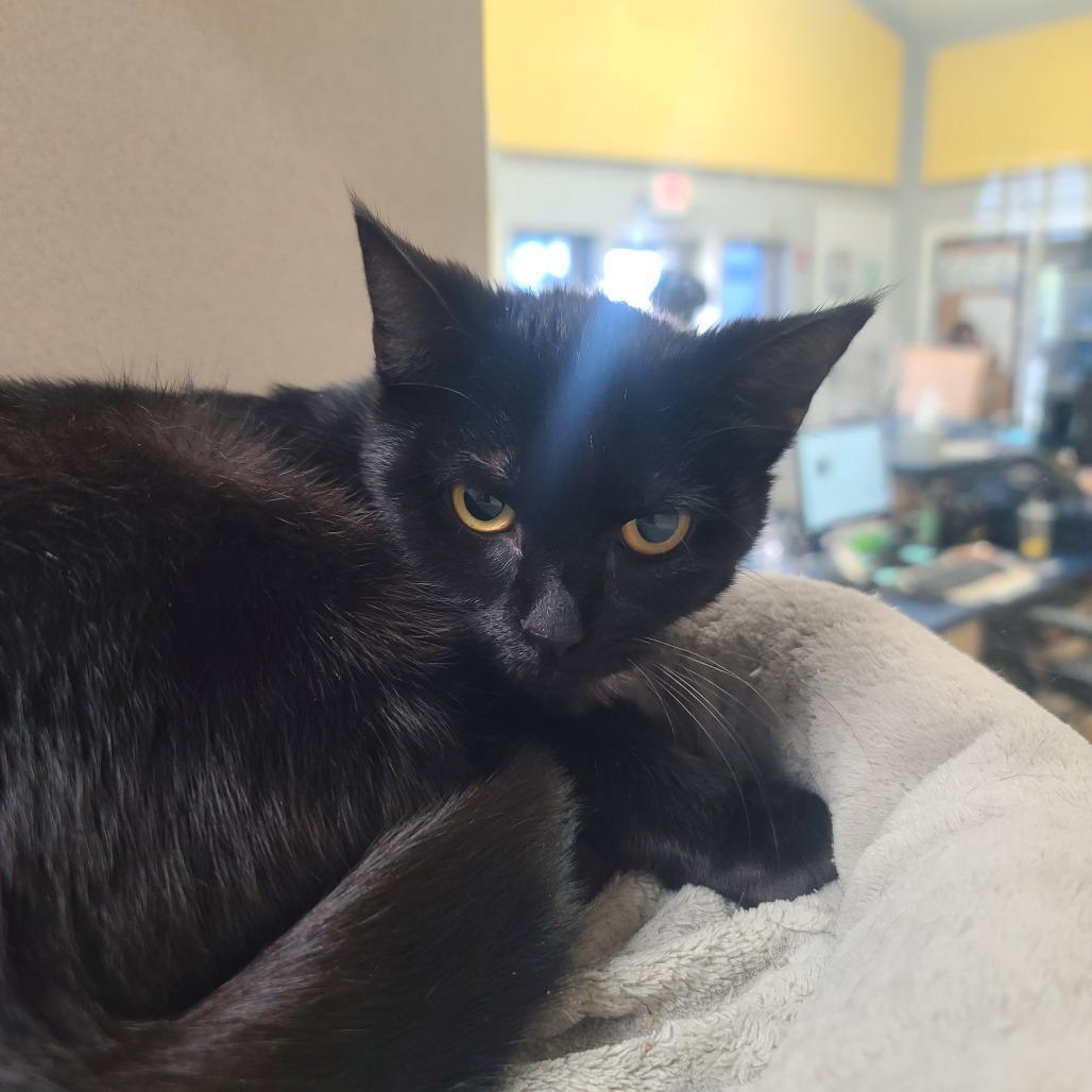 Pluto, a Adoptable Domestic Short Hair in Webster, TX image 3/6