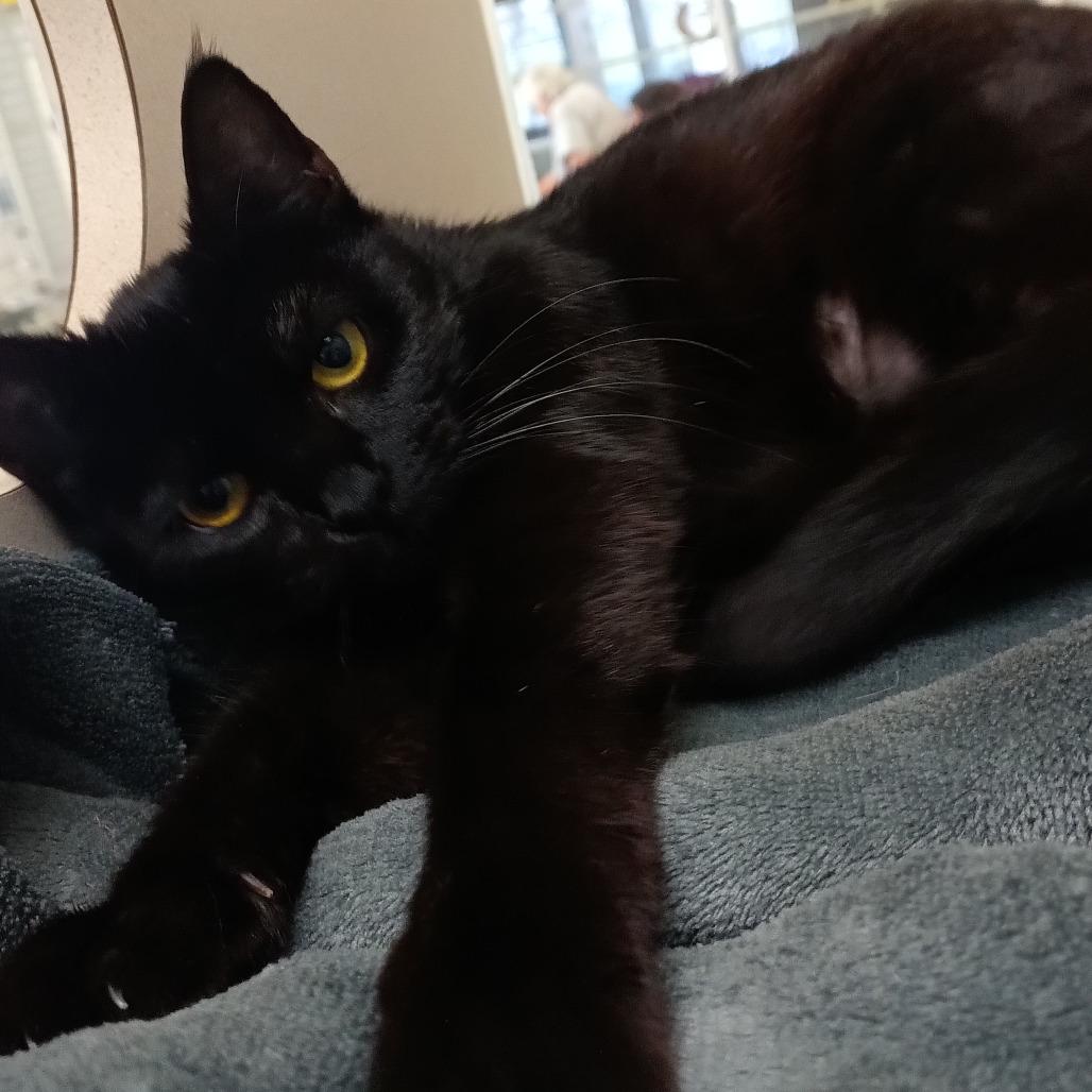 Pluto, a Adoptable Domestic Short Hair in Webster, TX image 4/6